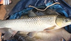 Sử dụng vi lượng đất hiếm trong chăn nuôi cá