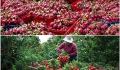 Câu chuyện về bảo hộ chỉ dẫn địa lý cho nông sản Việt Nam