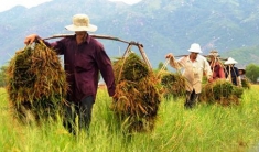 Nhìn lại chặng đường 91 năm phát triển của Hội Nông dân Việt Nam