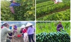 Phụ nữ mạnh dạn khởi nghiệp, vươn lên làm giàu