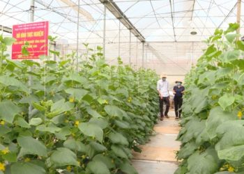 duachuot-6182154384539