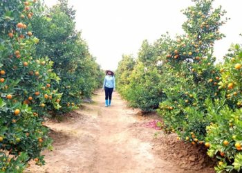 hoacaycanh-6184e32b494a5