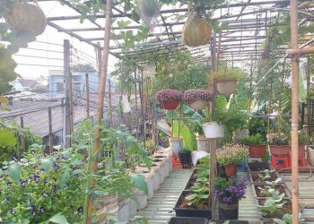 Vườn rau trái trĩu quả trên mái nhà