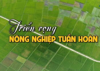 Ứng dụng nông nghiệp xanh, nông nghiệp tuần hoàn cho quá trình tái sử dụng nước thải chăn nuôi (P2)